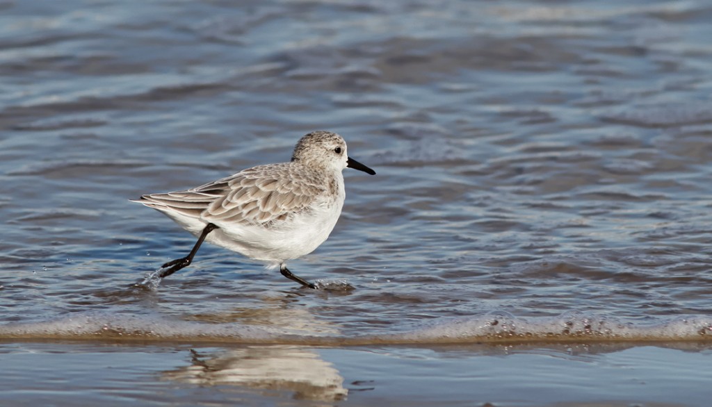 36461_UU_25654_2010-10-16-Hirtshals-Oeststrand_017_j_2