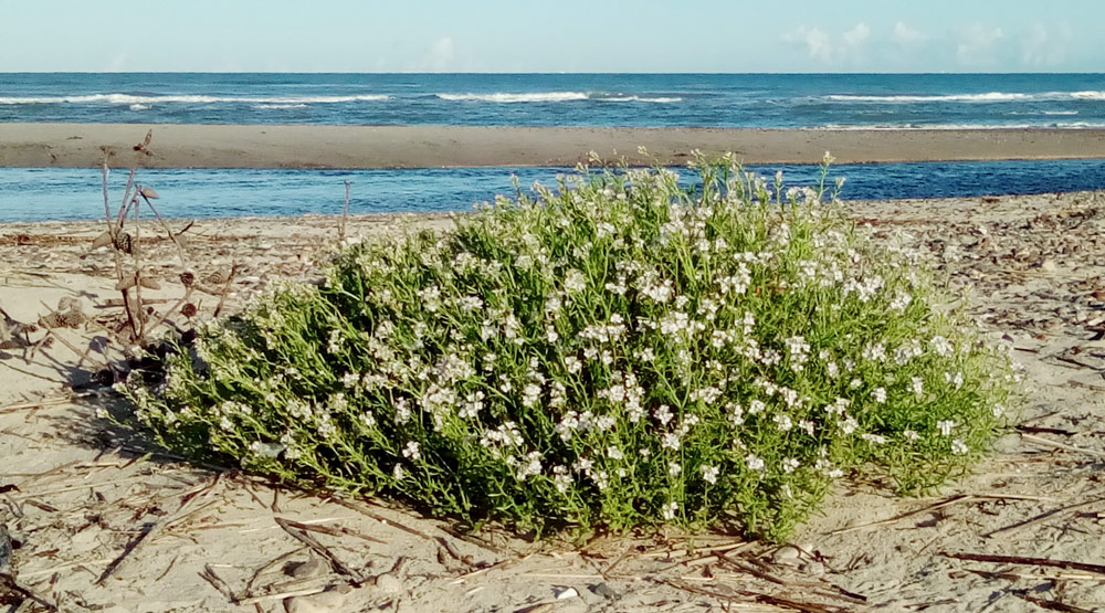 Spiselig plante på stranden - Tornby